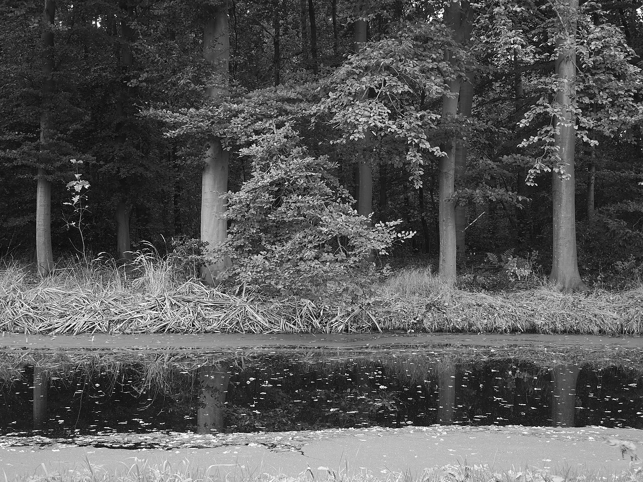 Het groene landschap langs de wandeling bij de Horstlaan.
